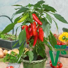 Paprika balkonová 'Sweet Pleasure Red' F1 - Capsicum annuum 'Sweet Pleasure Red' F1