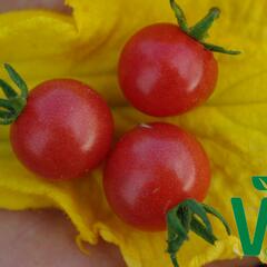 Rajče keříčkové divoké 'Rote Murmel' - Solanum pimpinellifolium 'Rote Murmel'