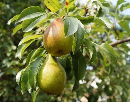 Hrušeň zimní 'Grosdemange' - Pyrus communis 'Grosdemange'