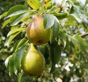 Hrušeň zimní 'Grosdemange' - Pyrus communis 'Grosdemange'