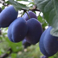 Švestka - raná 'Esslingenská' - Prunus domestica 'Esslingenská'