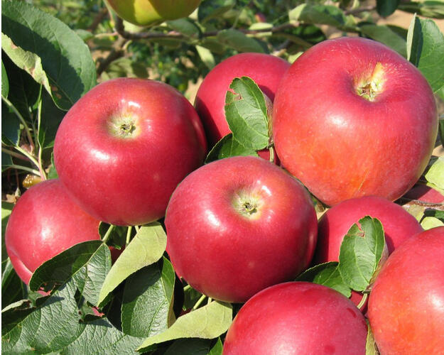 Jabloň letní 'Miodar' - Malus domestica 'Miodar'