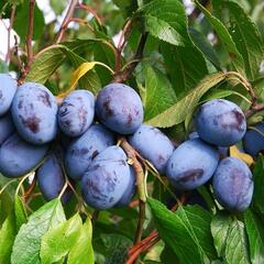 Pološvestka - pozdní 'Jofela' - Prunus domestica 'Jofela'