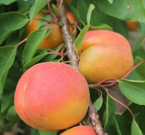 Meruňka velmi raná 'Pinkcot' - Prunus armeniaca 'Pinkcot'