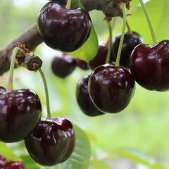 Třešeň pozdní - chrupka 'Tamara' - Prunus avium 'Tamara'