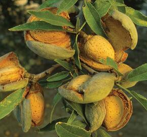 Mandloň obecná 'Ferragnes' - Prunus amygdalus 'Ferragnes'