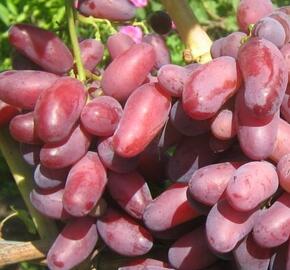 Réva vinná 'Izjuminka' - Vitis vinifera 'Izjuminka'