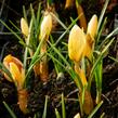 Krokus, šafrán zlatý 'Cream Beauty' - Crocus chrysanthus 'Cream Beauty'