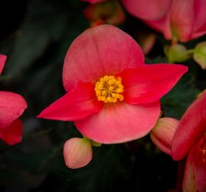 Begónie 'I'conia First Kiss Hot Pink' - Begonia 'I'conia First Kiss Hot Pink'