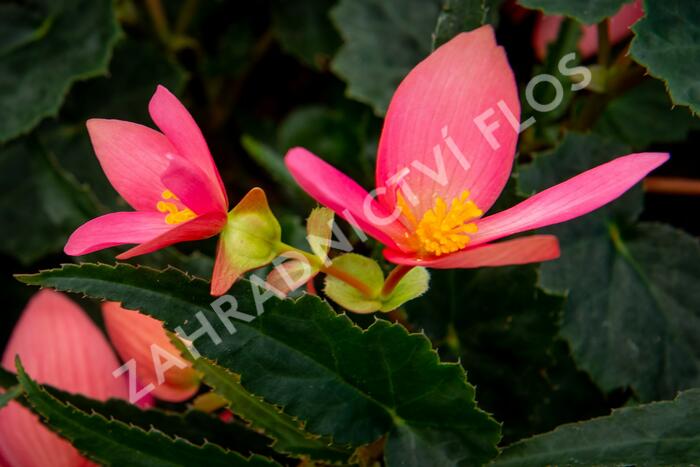 Begónie bolívijská 'Bellavista Rose' - Begonia boliviensis 'Bellavista Rose'