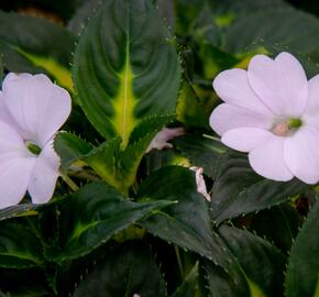 Netýkavka 'Sunpatiens Spreading White' - Impatiens Neu-Guinea 'Sunpatiens Spreading White'