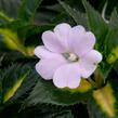 Netýkavka 'Sunpatiens Spreading White' - Impatiens Neu-Guinea 'Sunpatiens Spreading White'