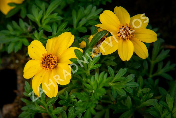 Dvouzubec prutolistý 'Yellow Charm' - Bidens ferulifolia 'Yellow Charm'