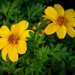 Dvouzubec prutolistý 'Yellow Charm' - Bidens ferulifolia 'Yellow Charm'