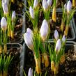 Krokus, šafrán zlatý 'Blue Pearl' - Crocus chrysanthus 'Blue Pearl'