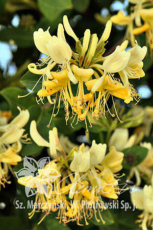 Zimolez ovíjivý 'Graham Thomas' - Lonicera periclymenum 'Graham Thomas'