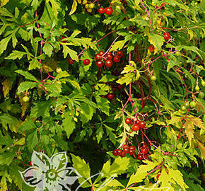 Révovník (loubinec) omějolistý 'Seattle' - Ampelopsis aconitifolia 'Seattle'