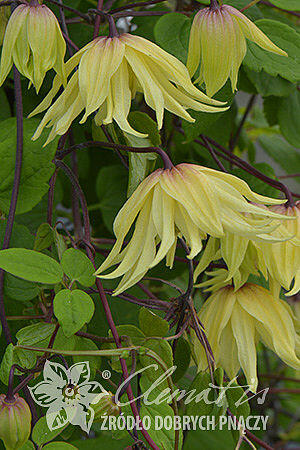 Plamének 'Golden Dream' - Clematis 'Golden Dream'