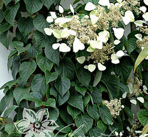 Klanostěnka hortenziovitá 'Moonlight' - Schizophragma hydrangeoides 'Moonlight'