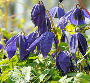 Plamének alpský 'Pamela Jackman' - Clematis alpina 'Pamela Jackman'