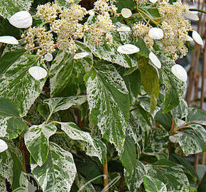 Klanostěnka hortenziovitá 'Burst of light' - Schizophragma hydrangeoides 'Burst of light'