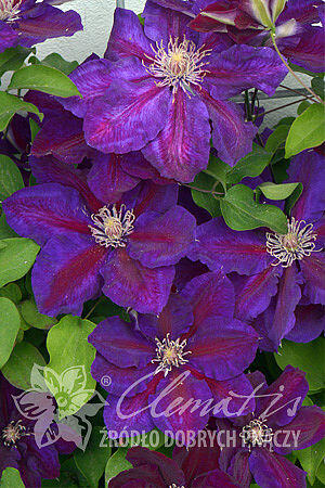 Plamének 'Julka' PBR - Clematis 'Julka' PBR