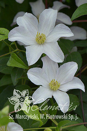 Plamének 'Huldine' - Clematis 'Huldine'