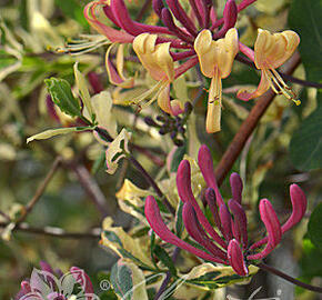 Zimolez ovíjivý 'Harlequin' - Lonicera periclymenum 'Harlequin'