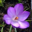 Krokus, šafrán Tommasiniho 'Ruby Giant' - Crocus tommasinianus 'Ruby Giant'