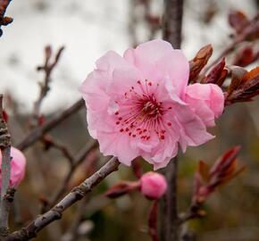 Myrobalán Blireův - Prunus blireana