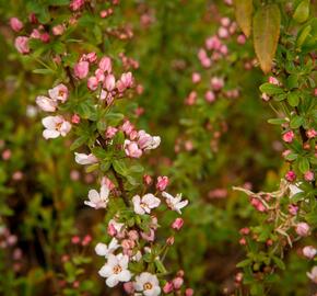 Tavolník Thunbergův 'Fujino Pink' - Spiraea thunbergii 'Fujino Pink'