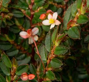 Begónie listnatá - Begonia foliosa