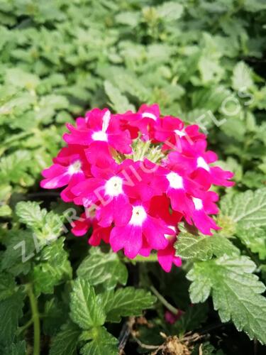 Verbena, sporýš 'Vanessa Dark Pink' - Verbena hybrida 'Vanessa Dark Pink'