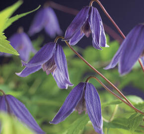 Plamének alpský 'Helsingborg' - Clematis alpina 'Helsingborg'