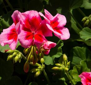 Muškát, pelargonie půdopokryvná plnokvětá 'Calliope Red Splash' - Pelargonium hybridum 'Calliope Red Splash'