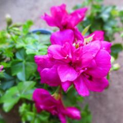 Muškát, pelargonie převislá plnokvětá 'Double Dark Pink' - Pelargonium peltatum 'Double Dark Pink'