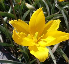 Tulipán botanický lesní - Tulipa sylvestris