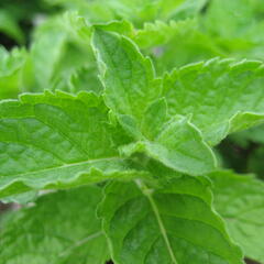 Máta peprná 'Grapefruit Mint' - Mentha piperita 'Grapefruit Mint'