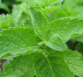 Máta peprná 'Grapefruit Mint' - Mentha piperita 'Grapefruit Mint'