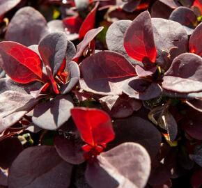 Dřišťál Thunbergův 'Concorde' - Berberis thunbergii 'Concorde'