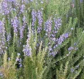 Rozmarýn lékařský - Rosmarinus officinalis pyramidalis