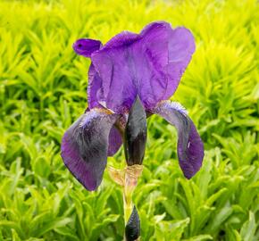 Kosatec německý 'Eleonor Roosevelt' - Iris barbata-elatior 'Eleanor Roosevelt'