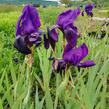 Kosatec německý 'Eleonor Roosevelt' - Iris barbata-elatior 'Eleanor Roosevelt'