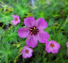 Kakost sivý 'Laurence Flatman' - Geranium cinereum 'Laurence Flatman'