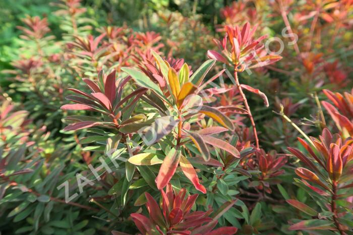 Pryšec mnohobarvý 'Bonfire' - Euphorbia polychroma 'Bonfire'