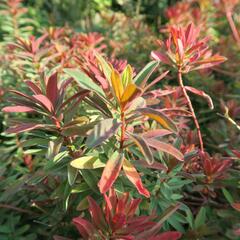 Pryšec mnohobarvý 'Bonfire' - Euphorbia polychroma 'Bonfire'