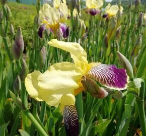 Kosatec německý 'Nibelungen' - Iris barbata-elatior 'Nibelungen'