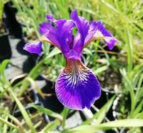 Kosatec 'Flos' - Iris 'Flos'