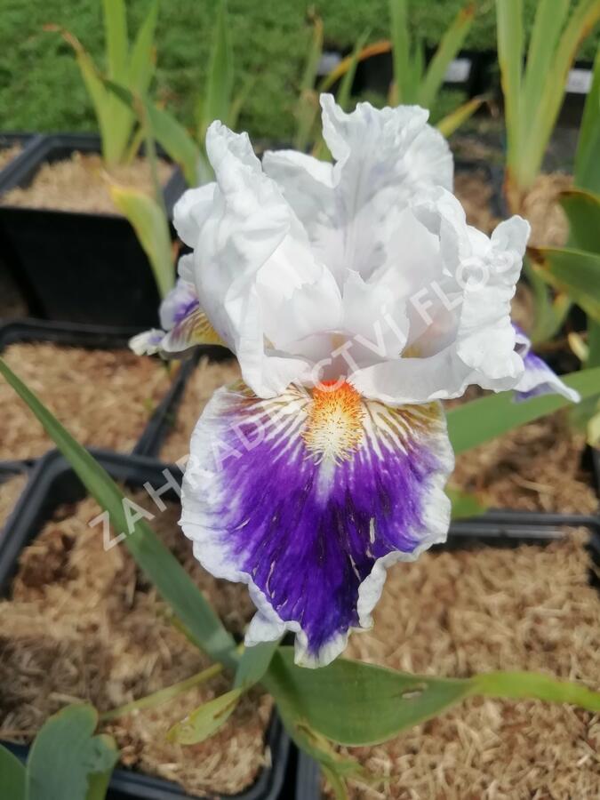 Kosatec německý 'American's Patriot' - Iris barbata-elatior 'American's Patriot'