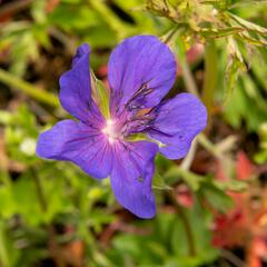 Kakost luční 'Spinners' - Geranium pratense 'Spinners'